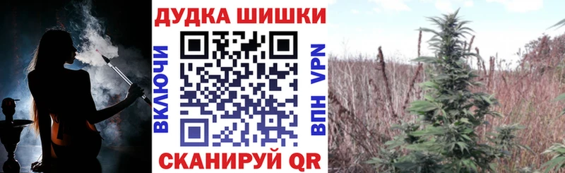 хочу наркоту  Сунжа  Канабис сатива 